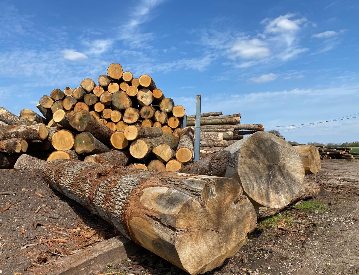La chine continue de siphonner la forêt française selon la profession